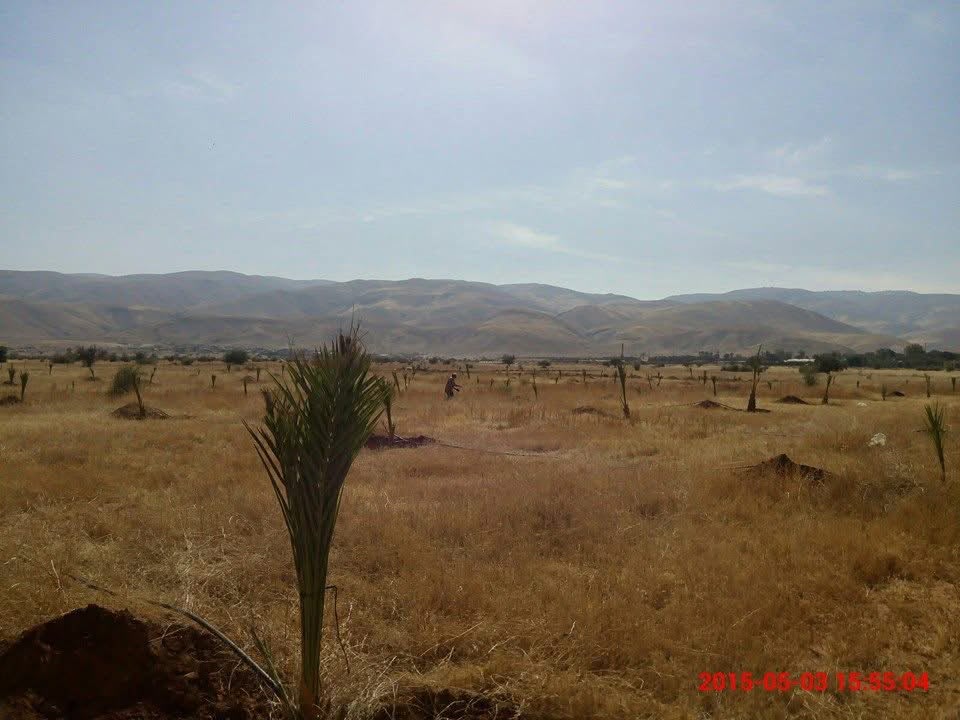 A young Medjoul shoot taking hold in the Jordan Valley soil — 2015.