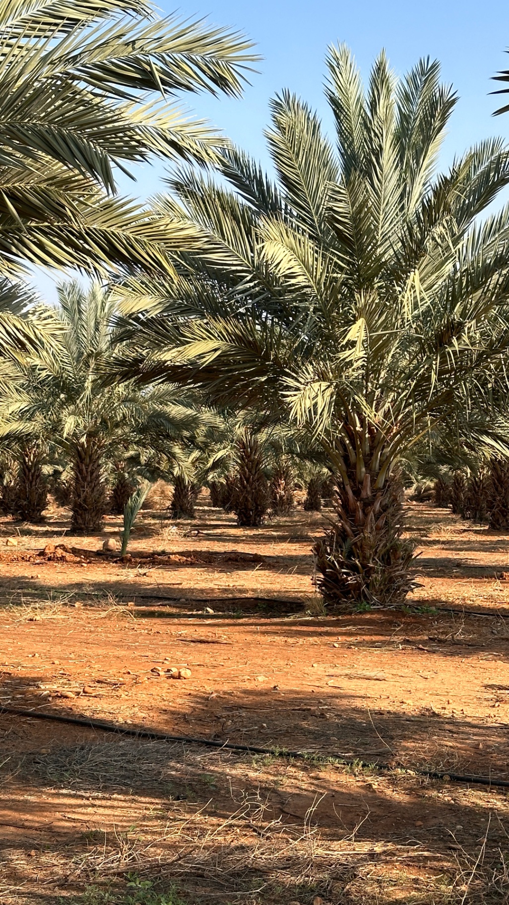 Young Medjoul palms in the red Fasayel soil — the orchard, growing into itself.