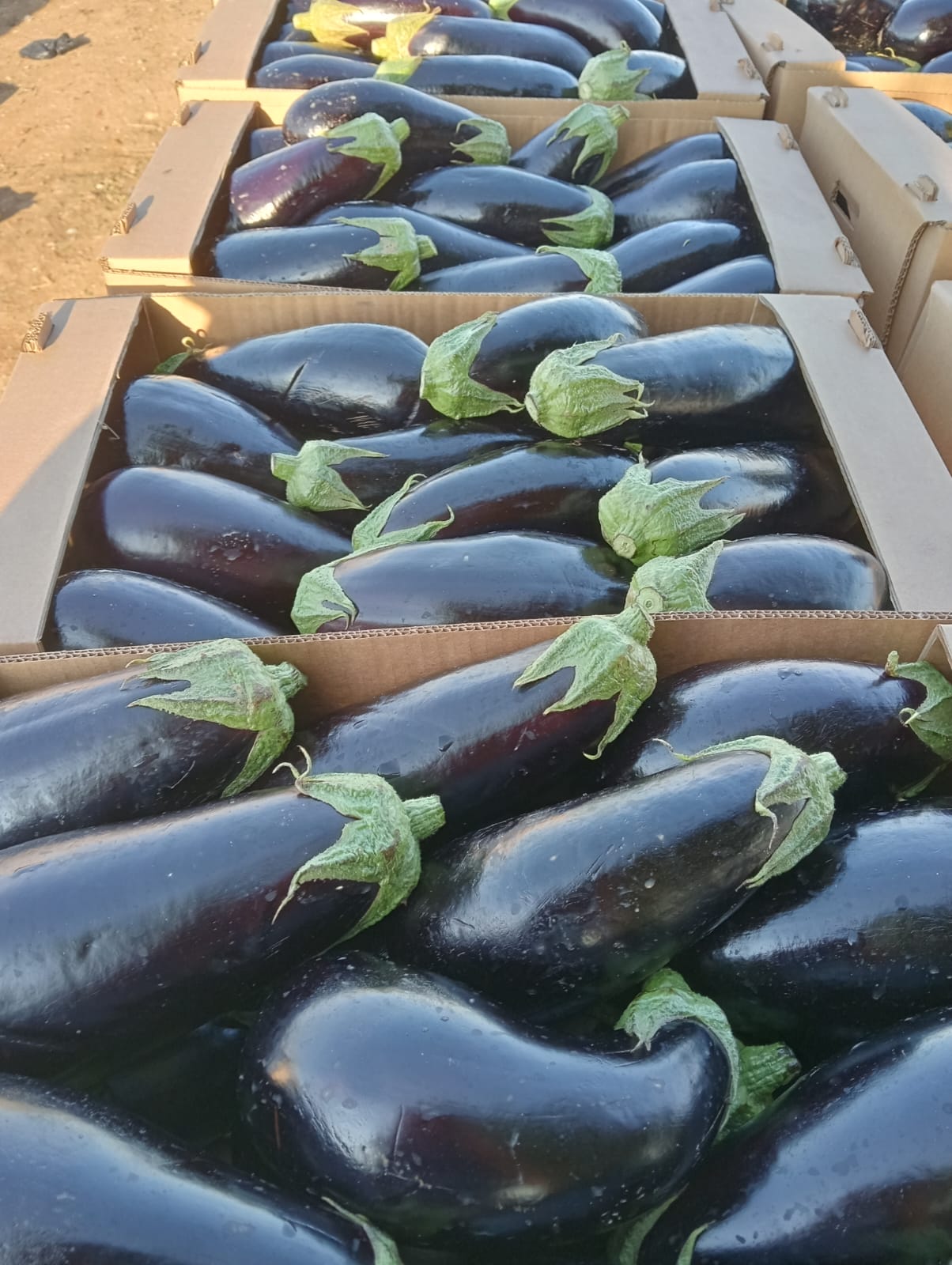 Fresh eggplants packed at the edge of the field.