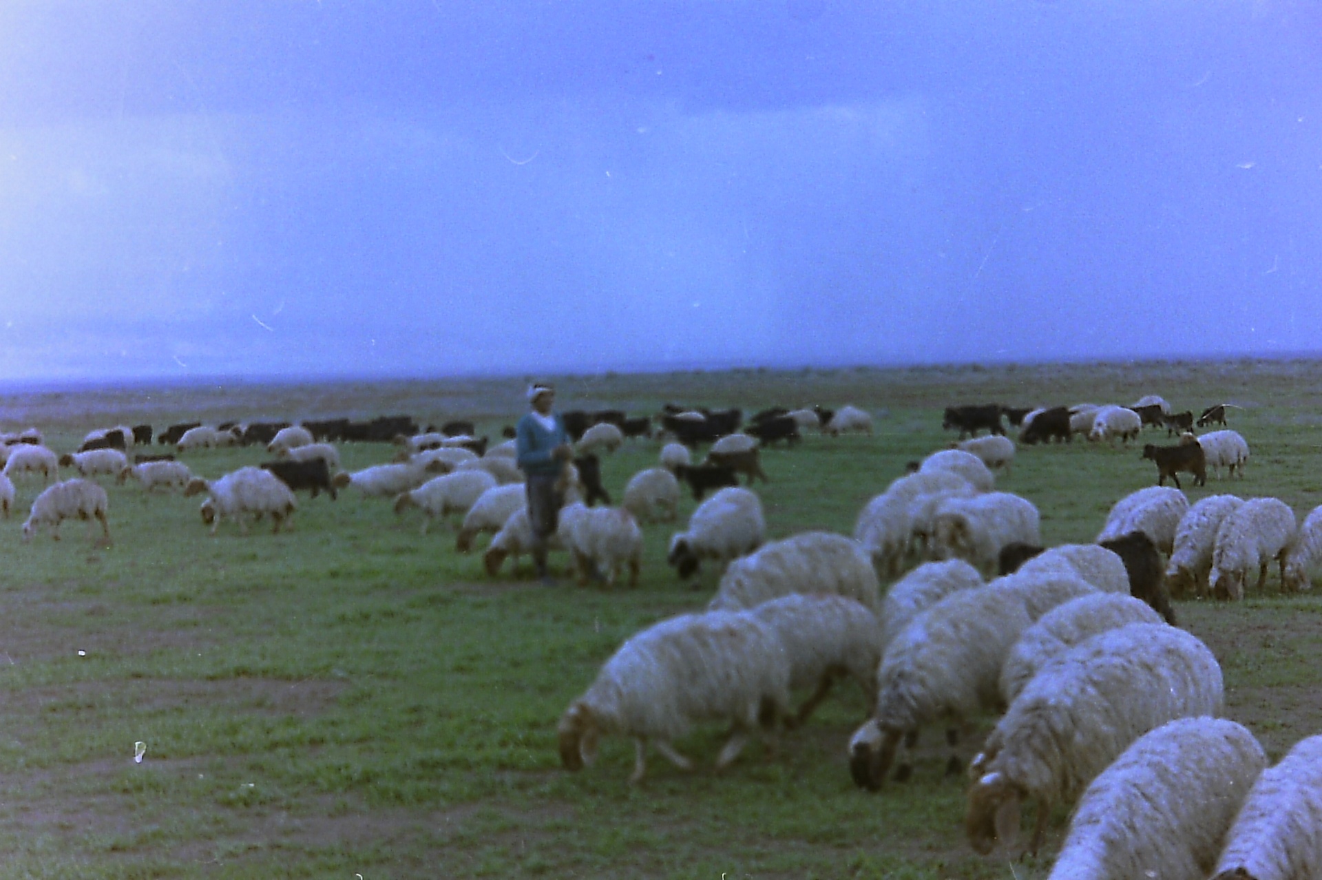 A shepherd with his flock on the Fasayel lands — the animal life of the valley, 1960s–70s.
