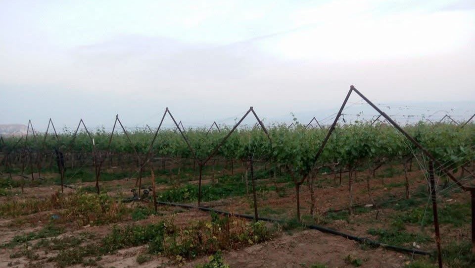 The Fasayel vineyard at dusk — trellised rows stretching toward the Jordan Valley hills.