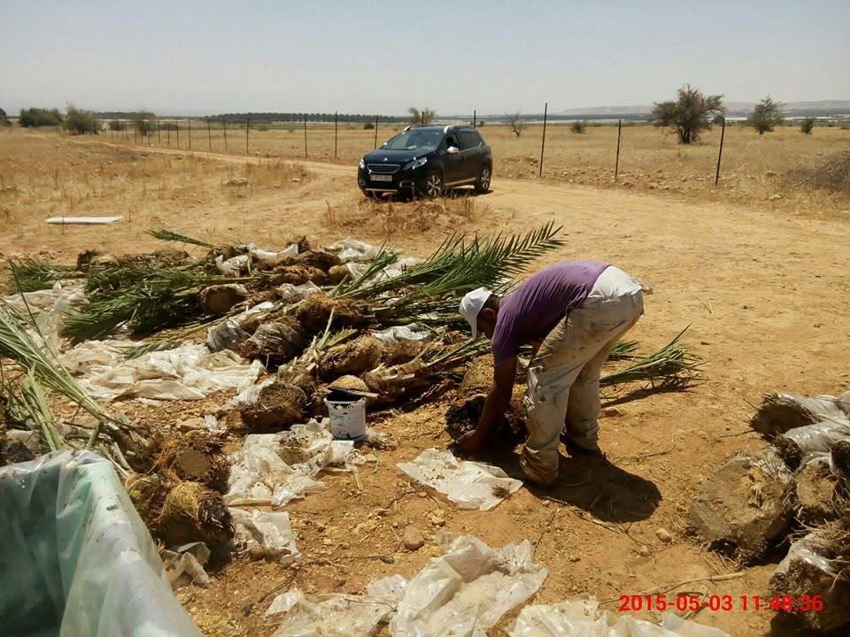 Medjoul palm seedlings unwrapped and prepared before planting — Fasayel, 2015.