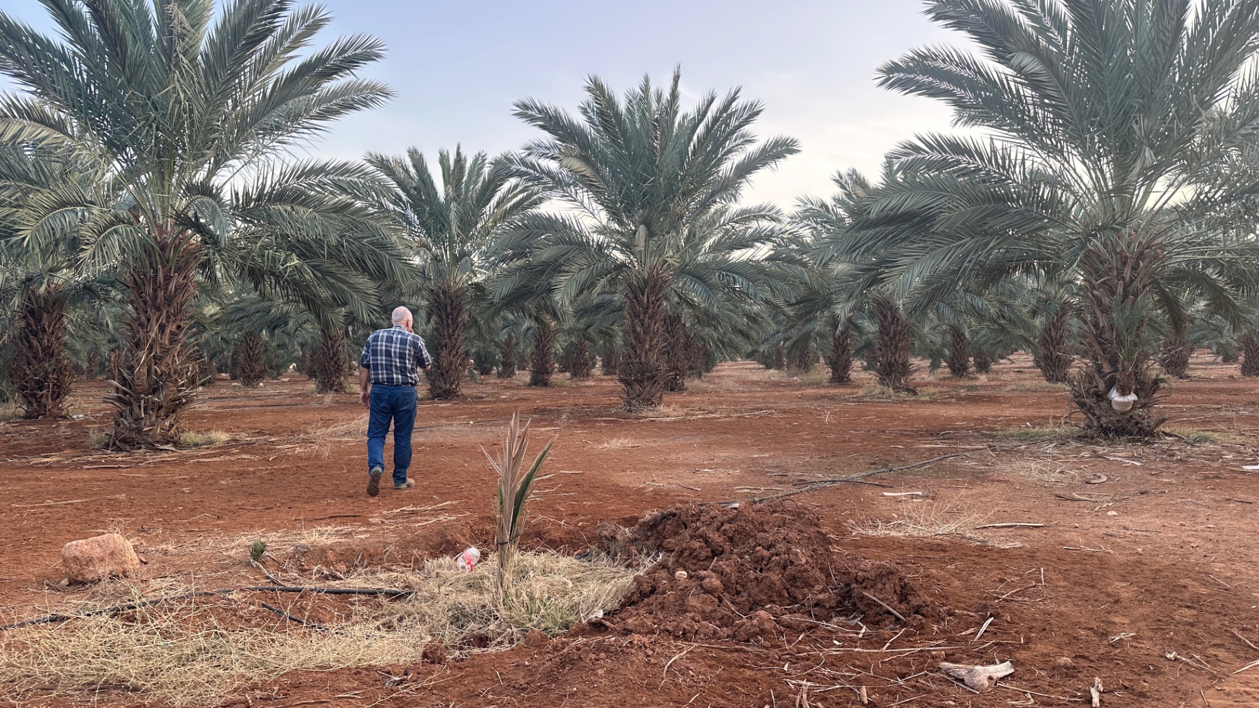 Saad among the palms — three generations of the same patch of soil.