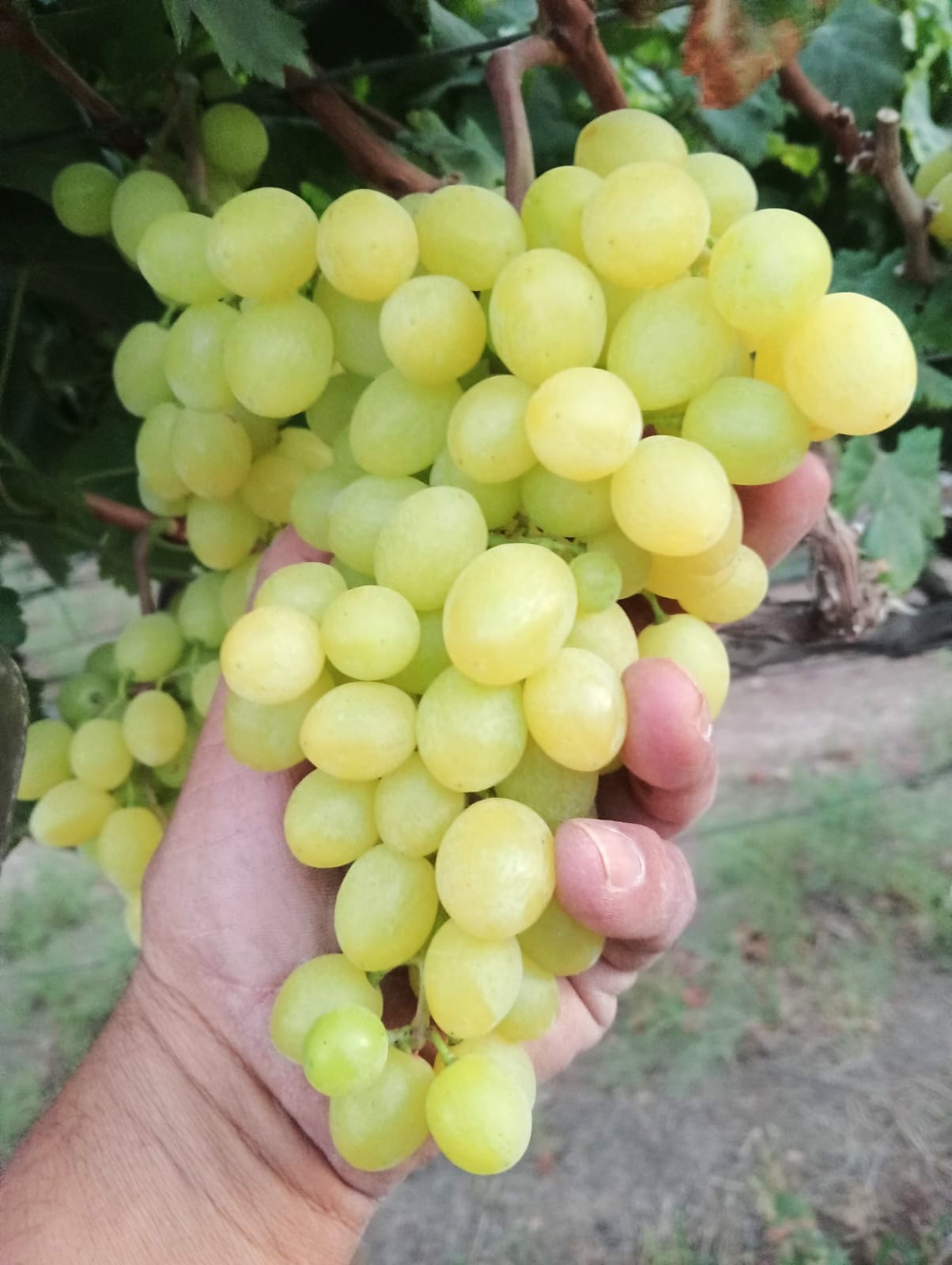 A hand-held cluster of Fasayel's green seedless grapes — the weight of a good season.