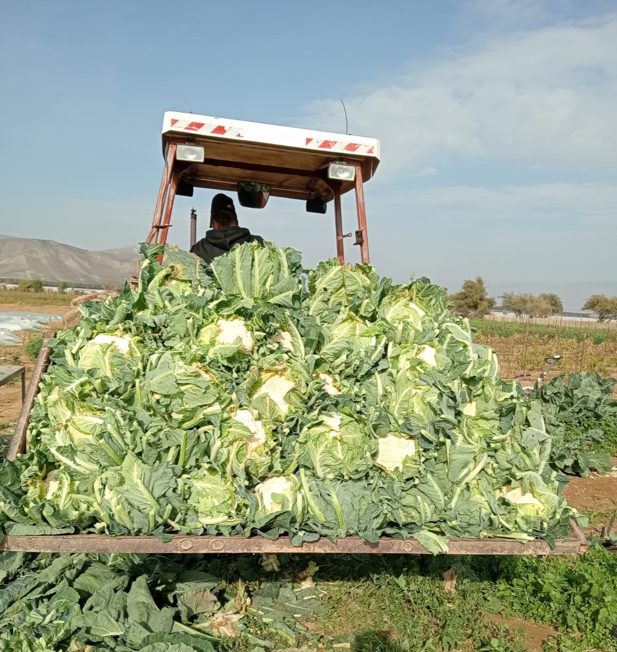 A tractor-load of freshly cut cauliflower heading in from the field.