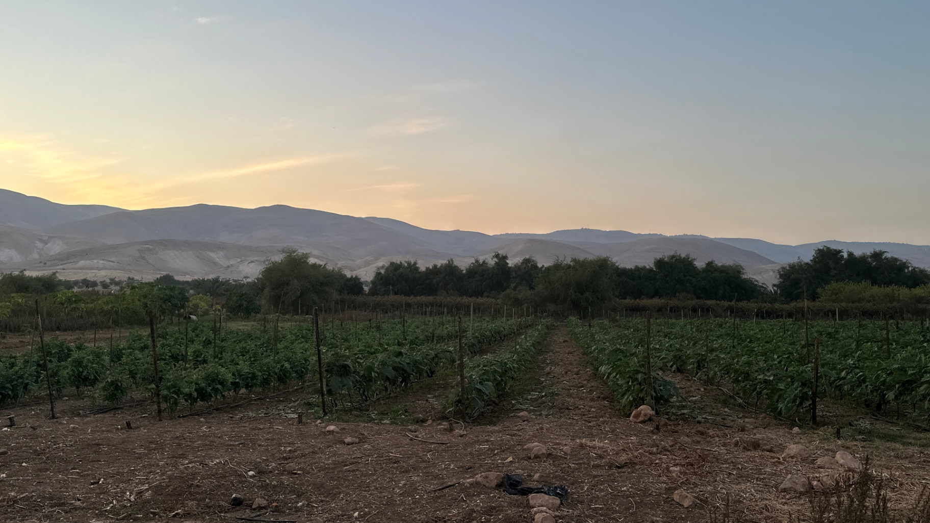 Eggplant fields at dusk, the Jordan Valley hills catching the last sun.