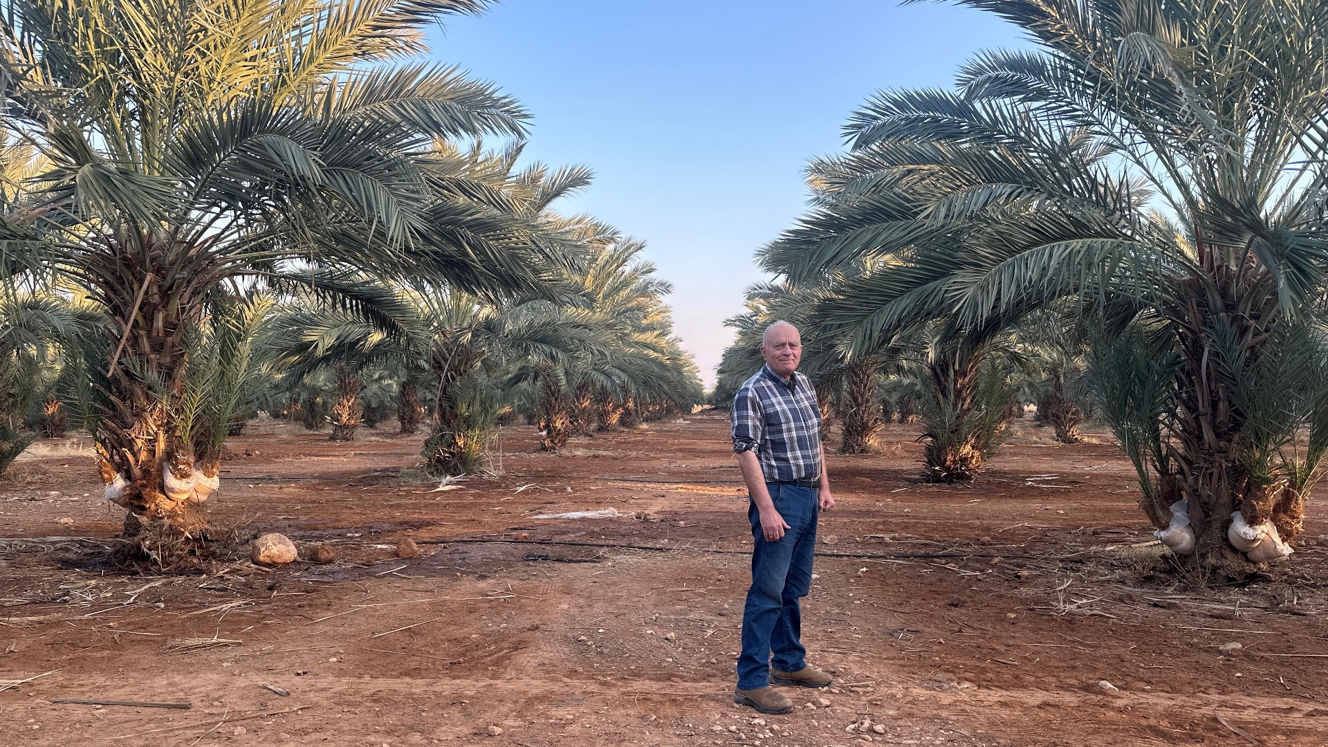 Saad among the same palms a decade on — the mature Medjoul grove today.