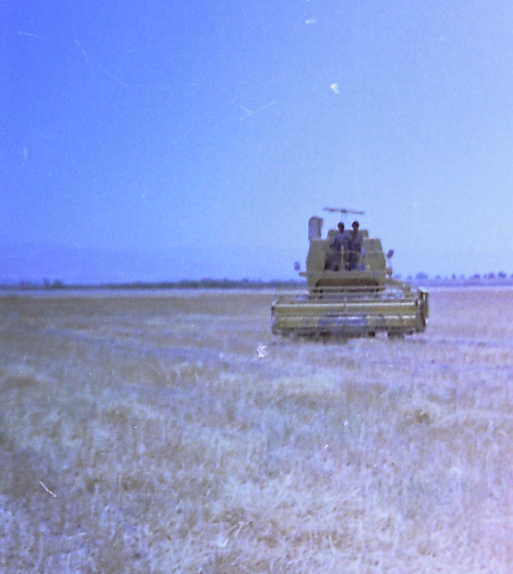Wheat Fields