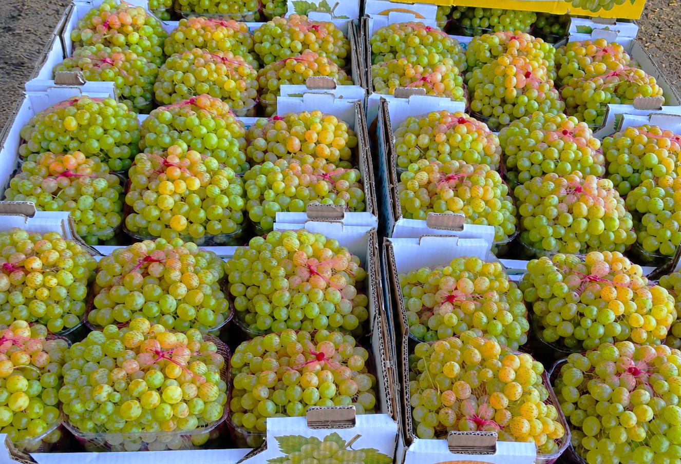 Crates of Fasayel's green seedless grapes, packed and ready for market.
