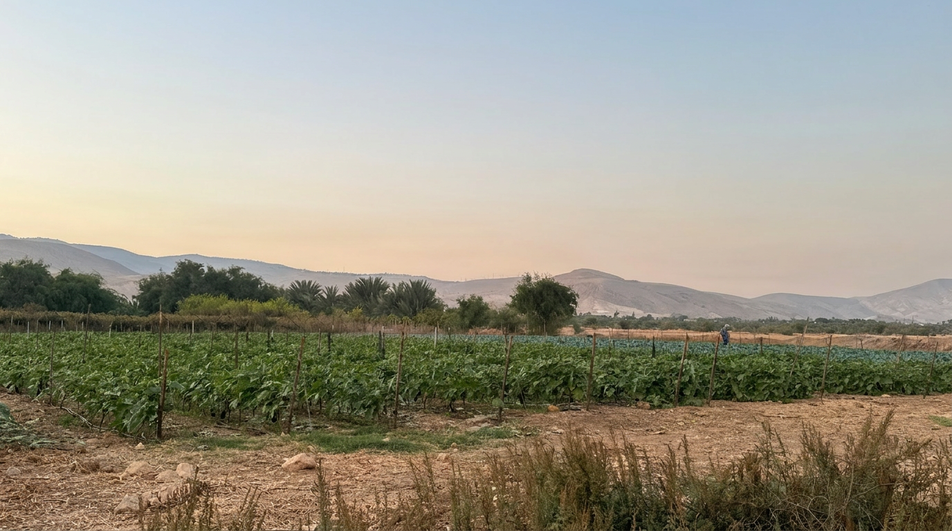 Eggplant and cabbage fields at dawn — a worker tending the rows in the distance.