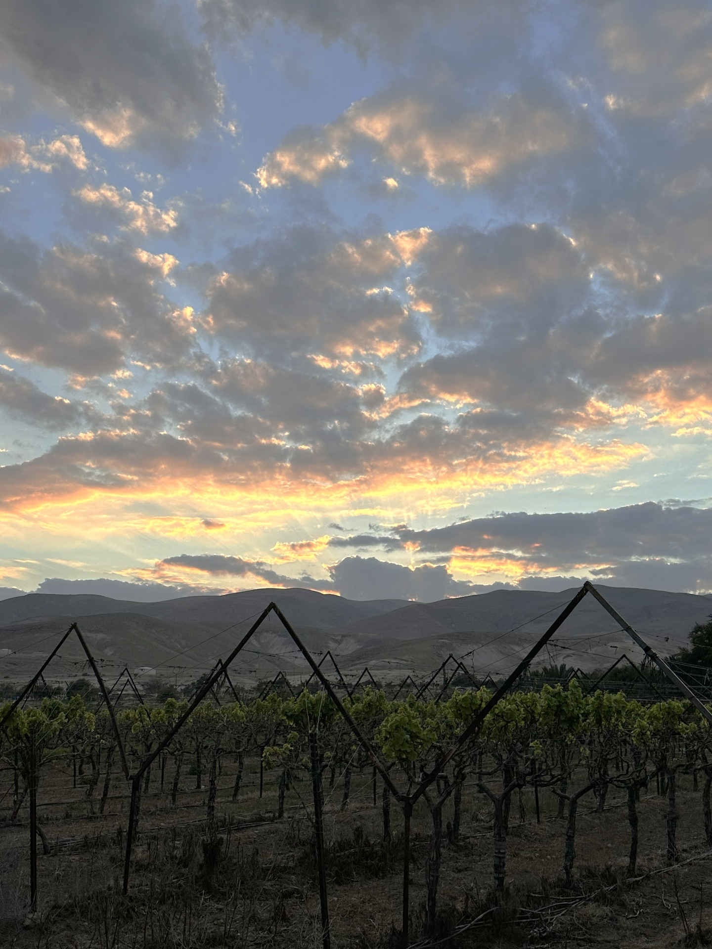 Fasayel Farms vineyard — grape clusters under the Jordan Valley hills