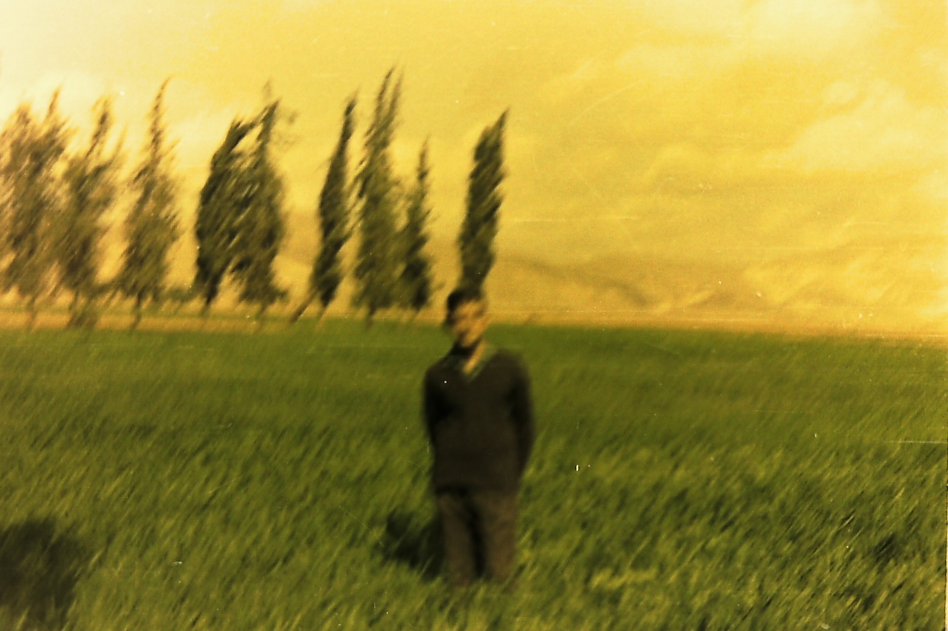Silham Al-Nimer as a teenager in the Fasayel wheat field, cypress windbreak behind — 1960s.