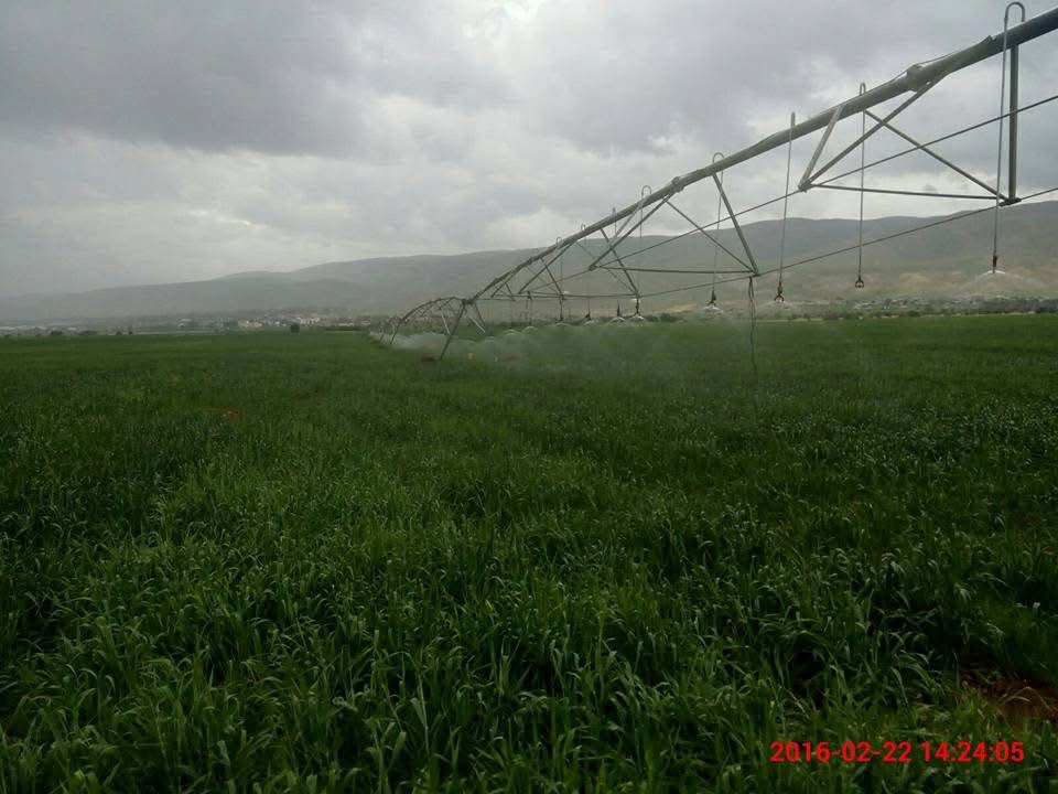 Center-pivot watering the Fasayel wheat — winter 2016.