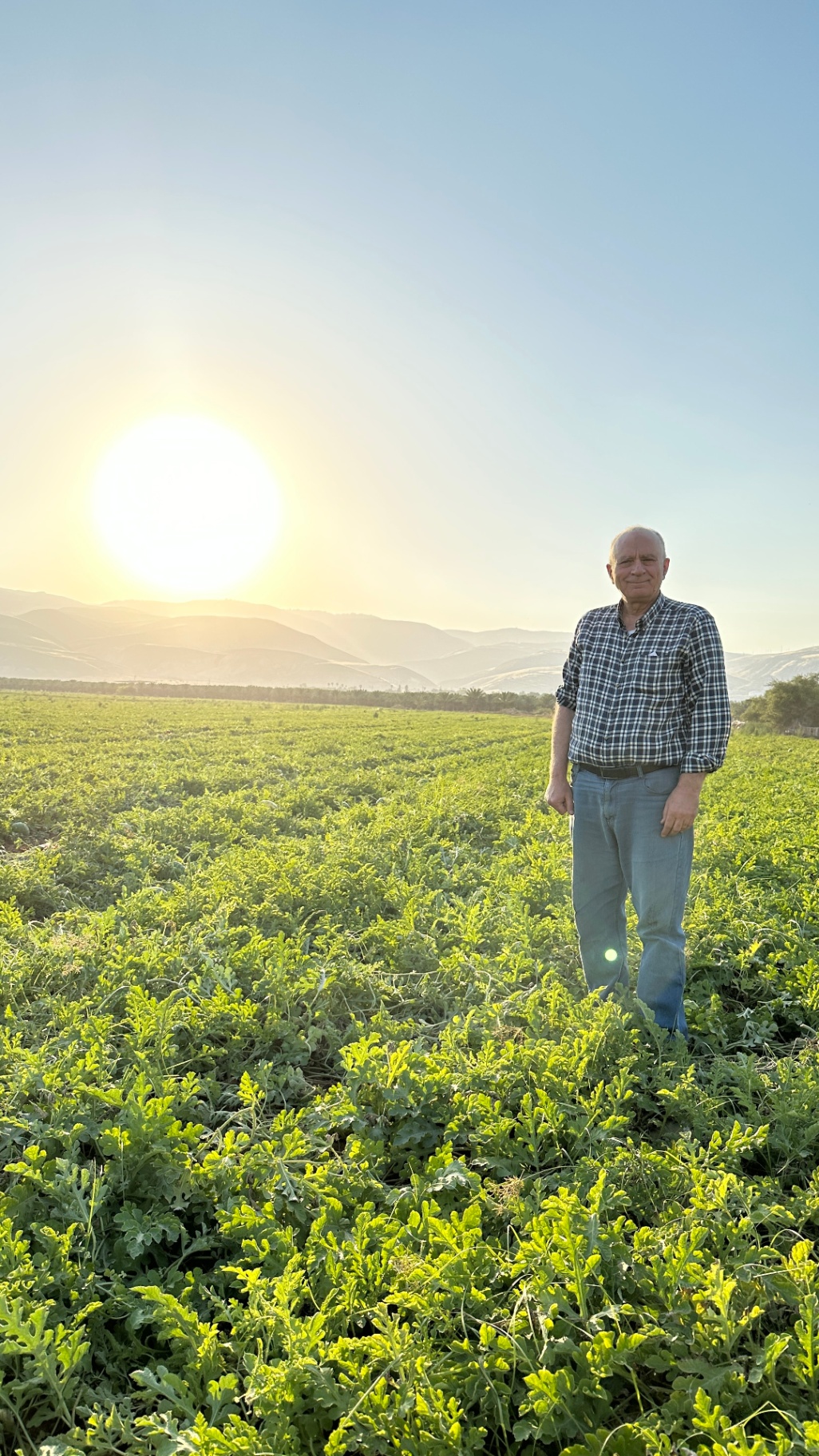 Saad Al-Nimer in the watermelon field at sunset — Fasayel, today.