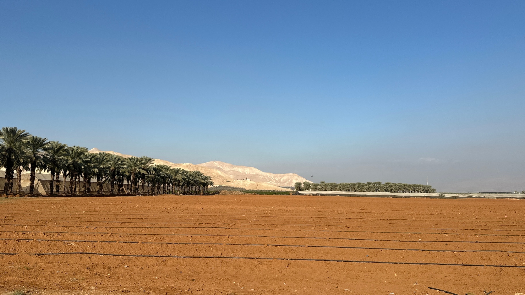 Drip lines laid out across a prepared field, the Medjoul orchard and Jericho hills in the distance.