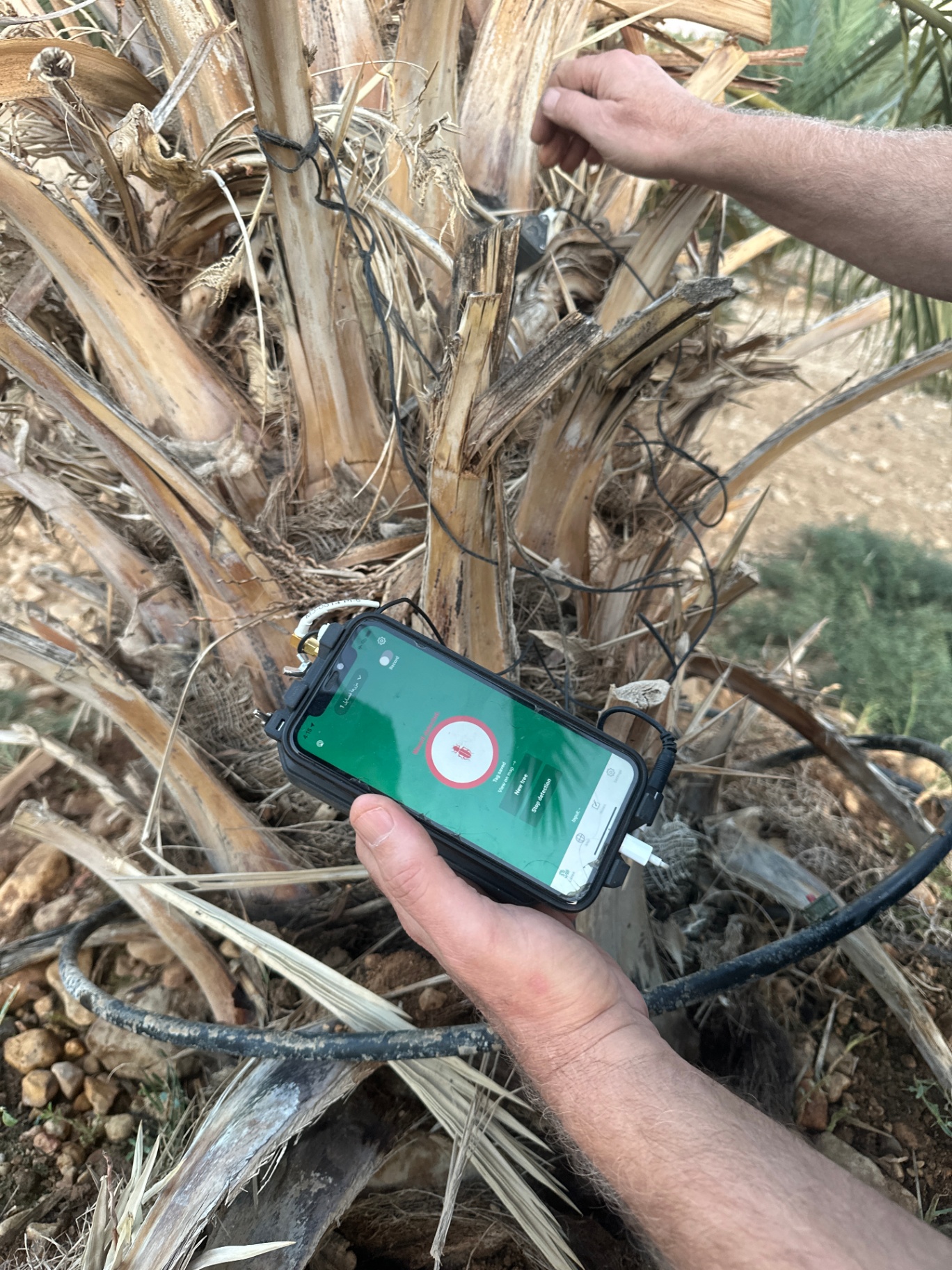 Acoustic sensor wired into a palm's crown — early red palm weevil detection protecting the orchard.