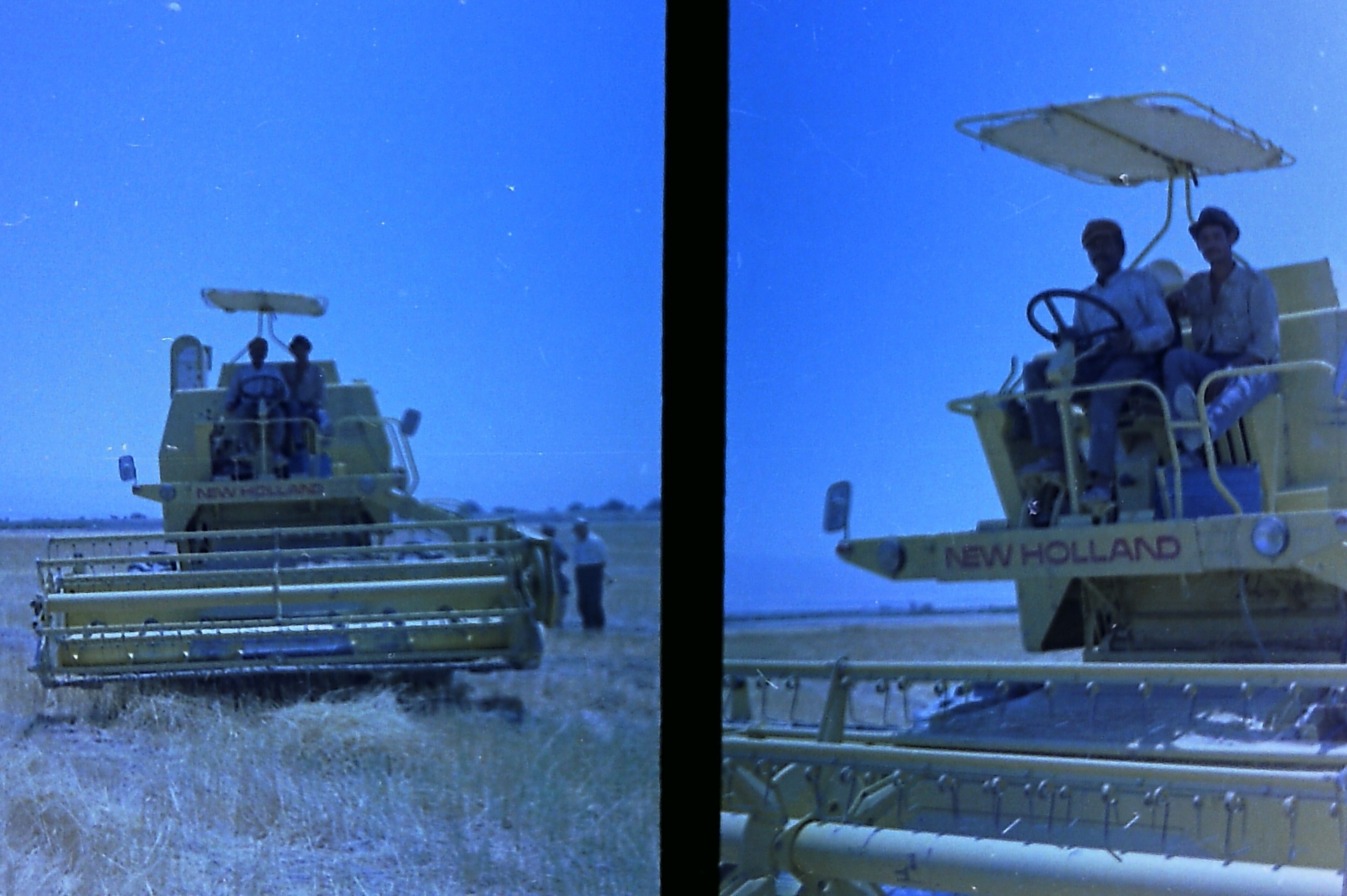 Twin New Holland combines working the Fasayel wheat fields — workers at the wheel.