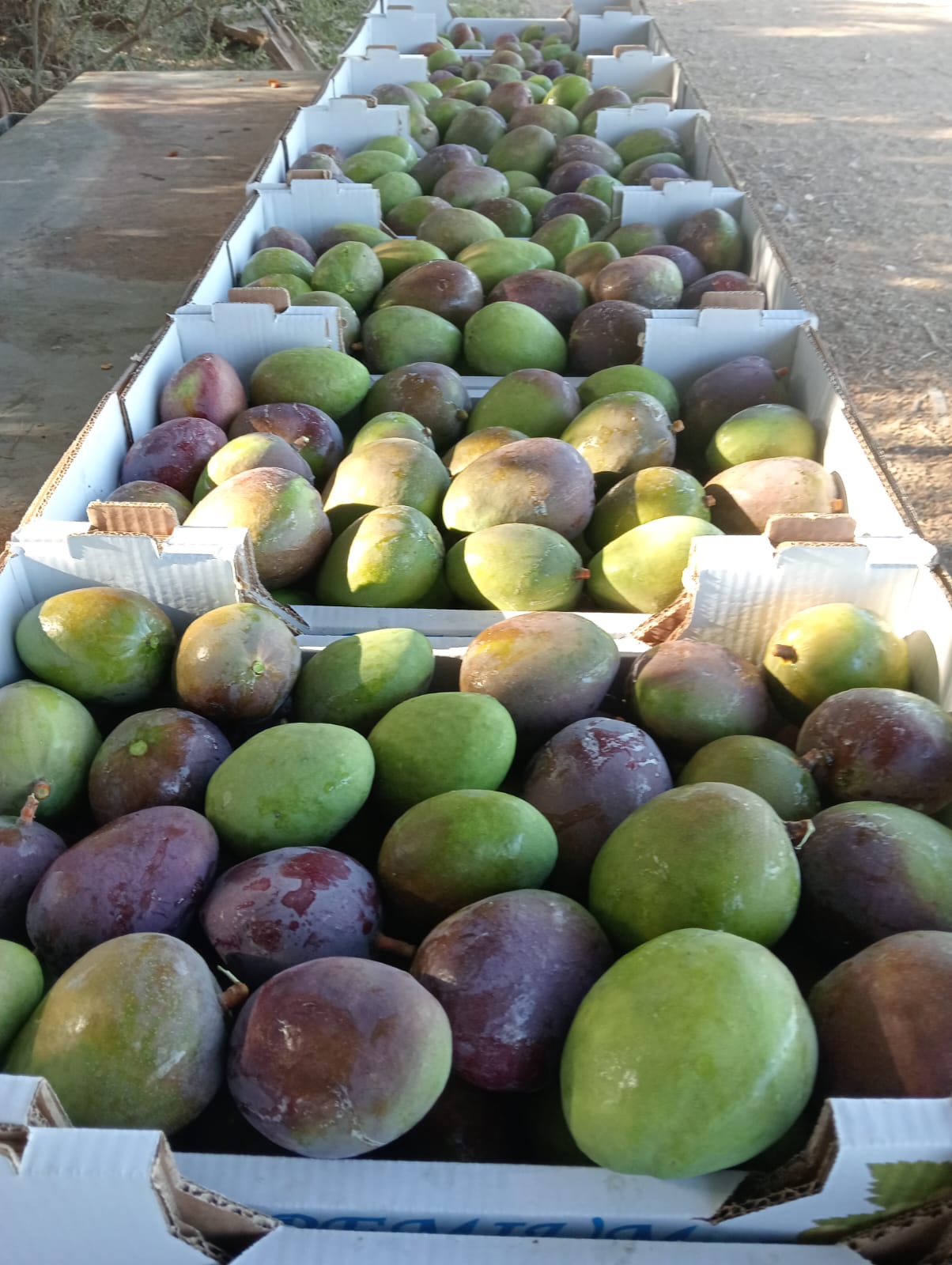 Crates of freshly harvested Fasayel mangoes catching the late afternoon sun