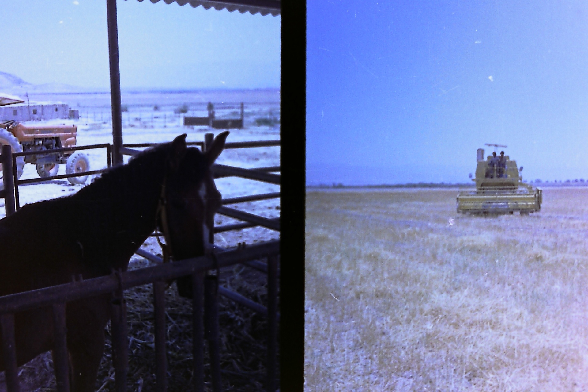 Horse in the stall, combine on the horizon — work and life side by side in Fasayel.