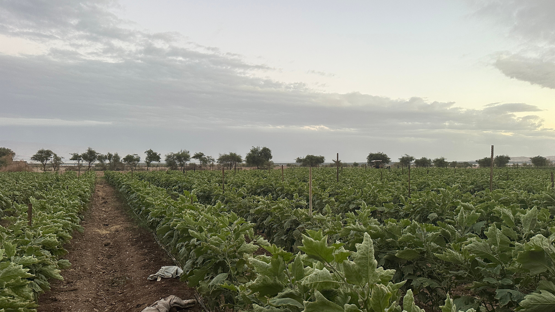 Eggplant rows running out toward the Dead Sea — Fasayel at dusk.