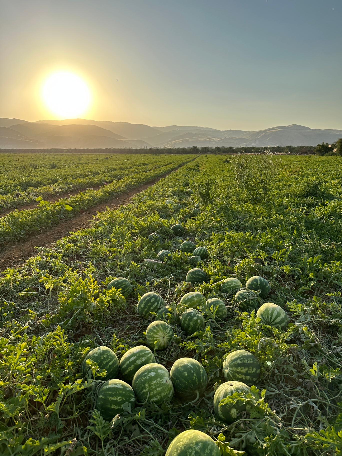 Watermelons gathered in rows at harvest — the sun rising over the Jordan Valley hills.