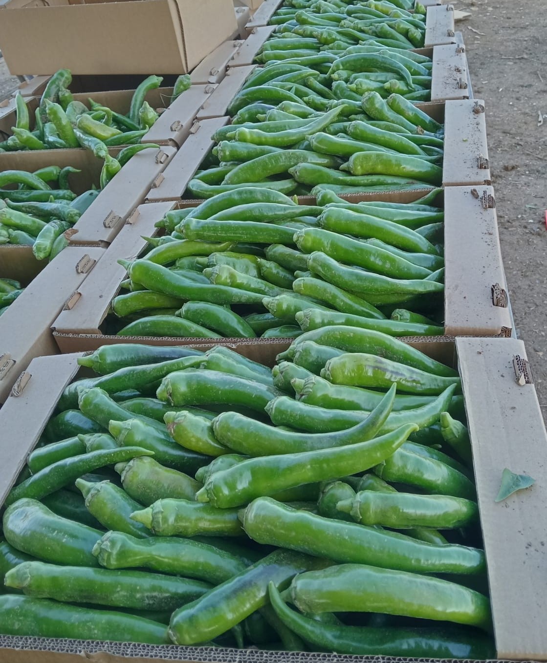 Green chili peppers boxed at the roadside.