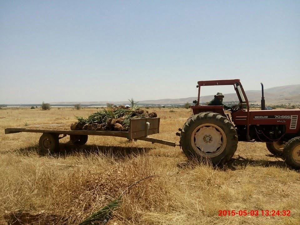First Medjoul plantation