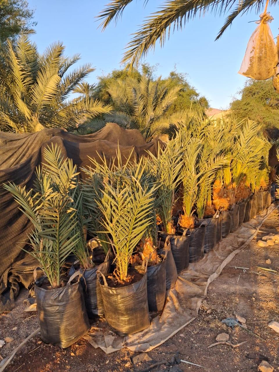 Young Medjoul palms staged and ready for planting — Fasayel nursery.