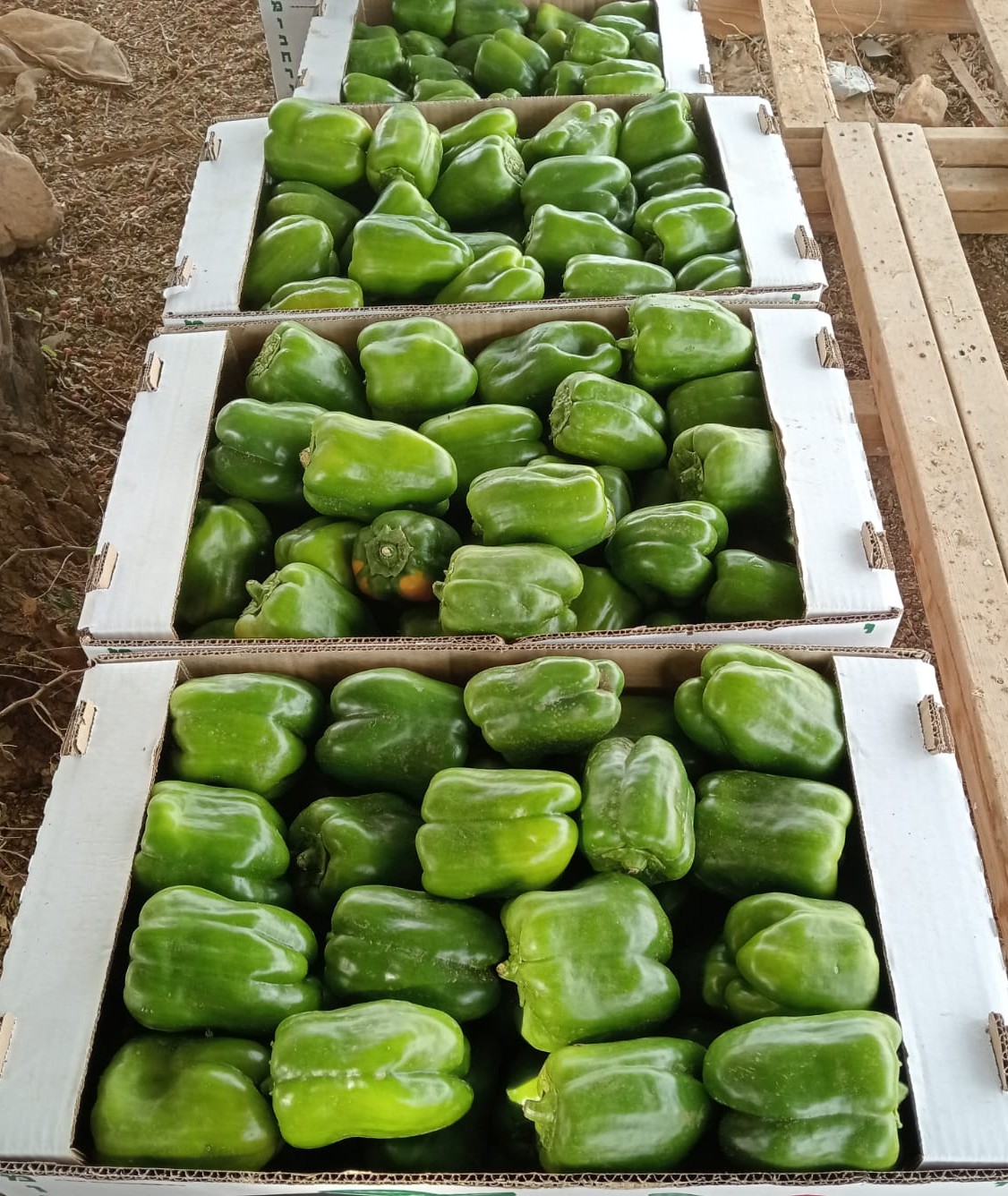 Green bell peppers crated and ready to leave the field.
