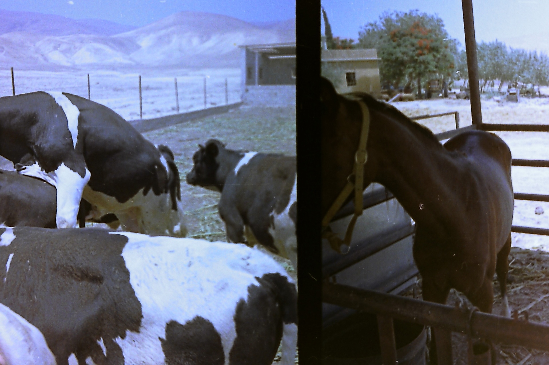 Cattle and a horse in the pens — Fasayel's animal life, late 1970s.