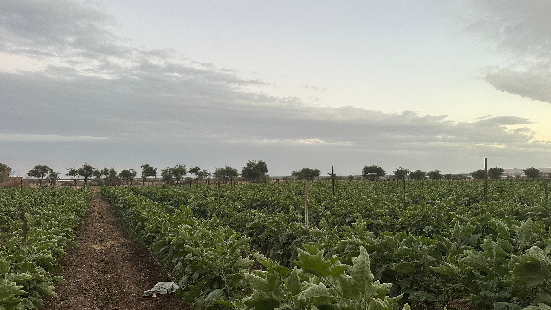 Eggplants hanging heavy — a staple of every open-field season.
