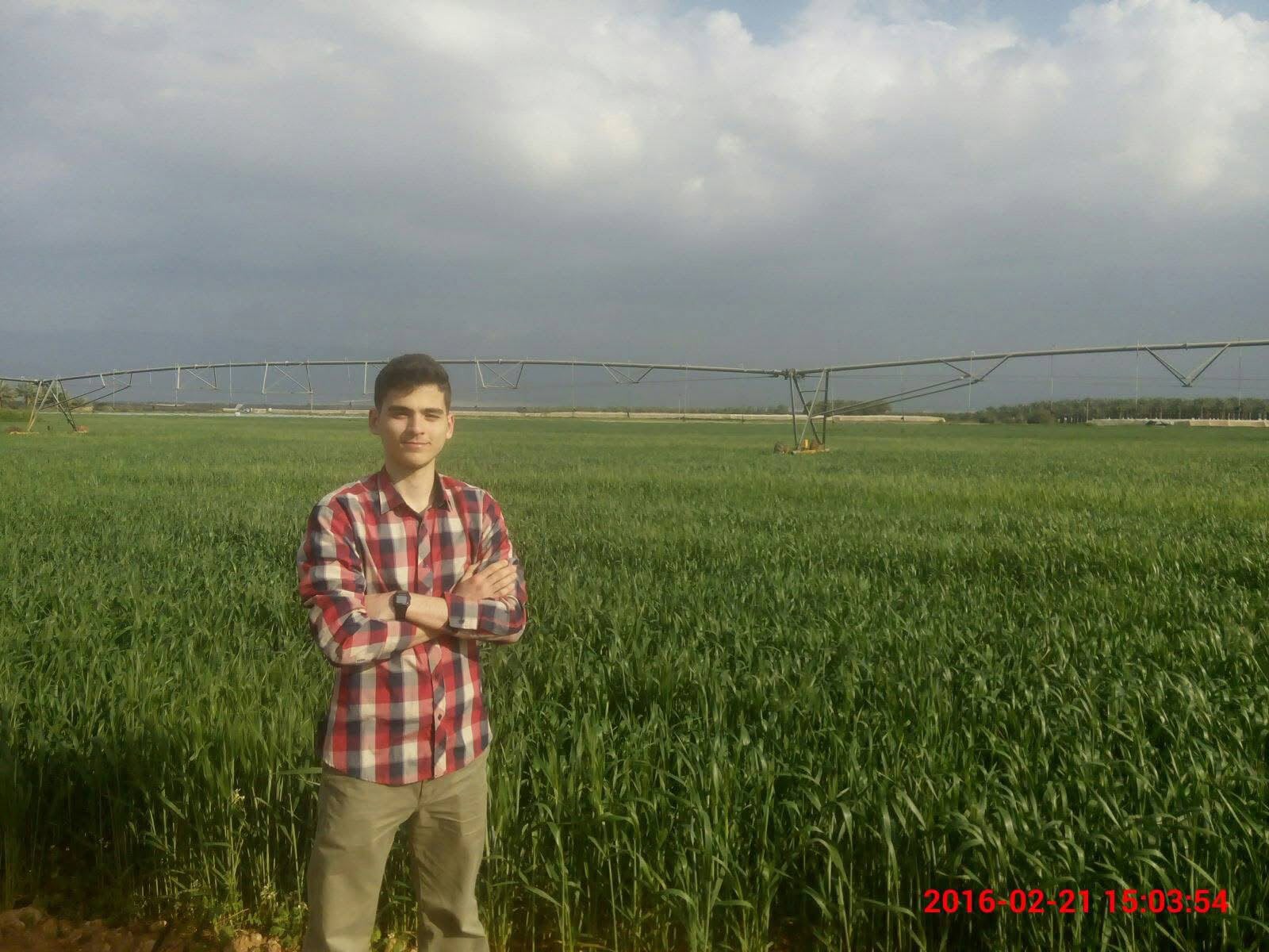 Saad Al-Nimer walking the Fasayel wheat fields in 2016, inspecting the season's growth.