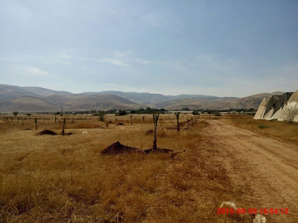 Newly planted Medjoul seedlings staked across the open Fasayel land — 2015.