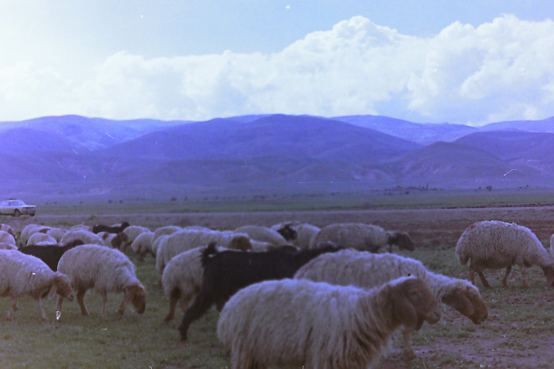 Sheep grazing under the blue hills of the Jordan Valley — Fasayel pastoral life.