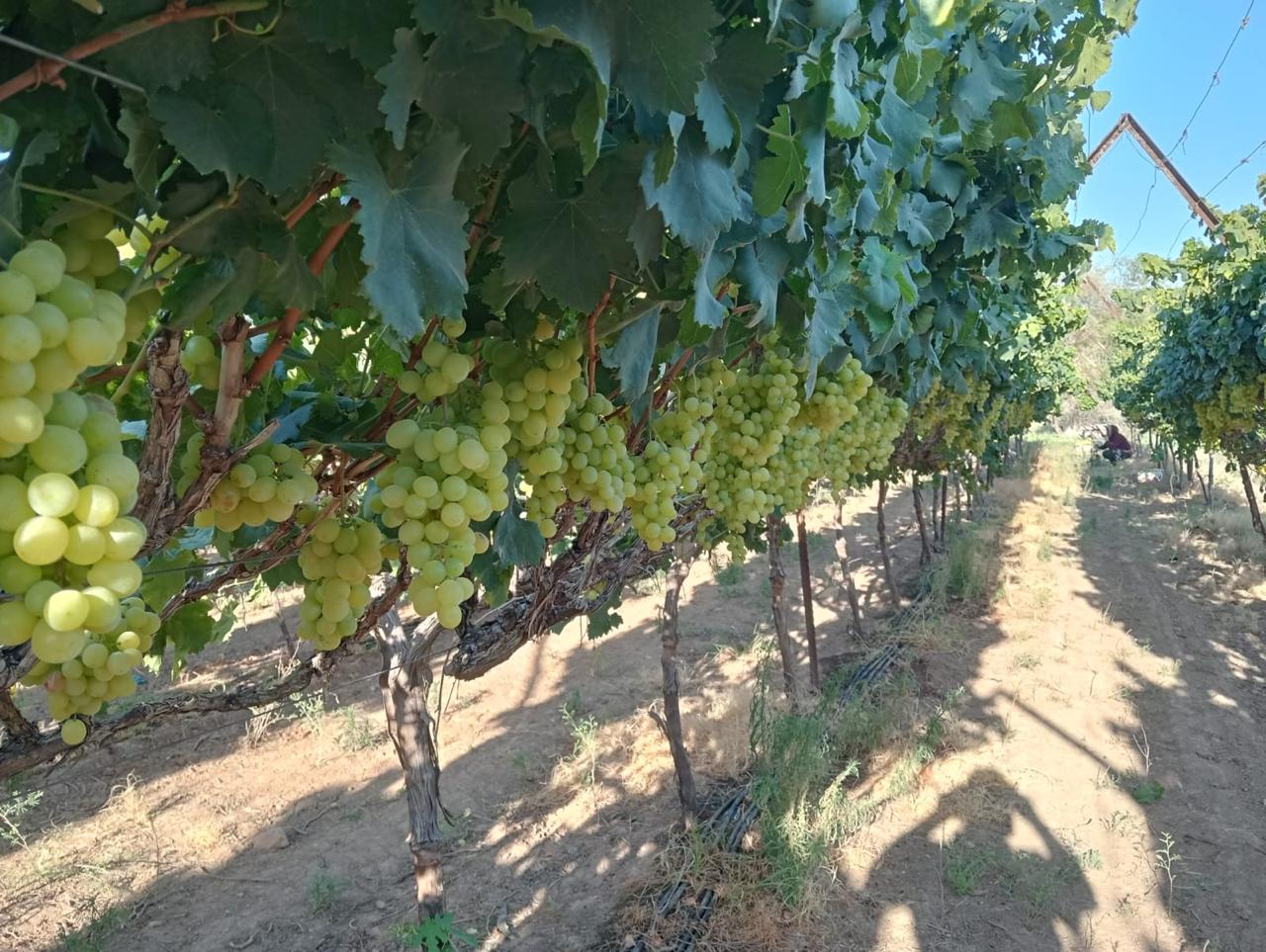 Green seedless grape clusters hanging heavy on the vine — Fasayel vineyard.