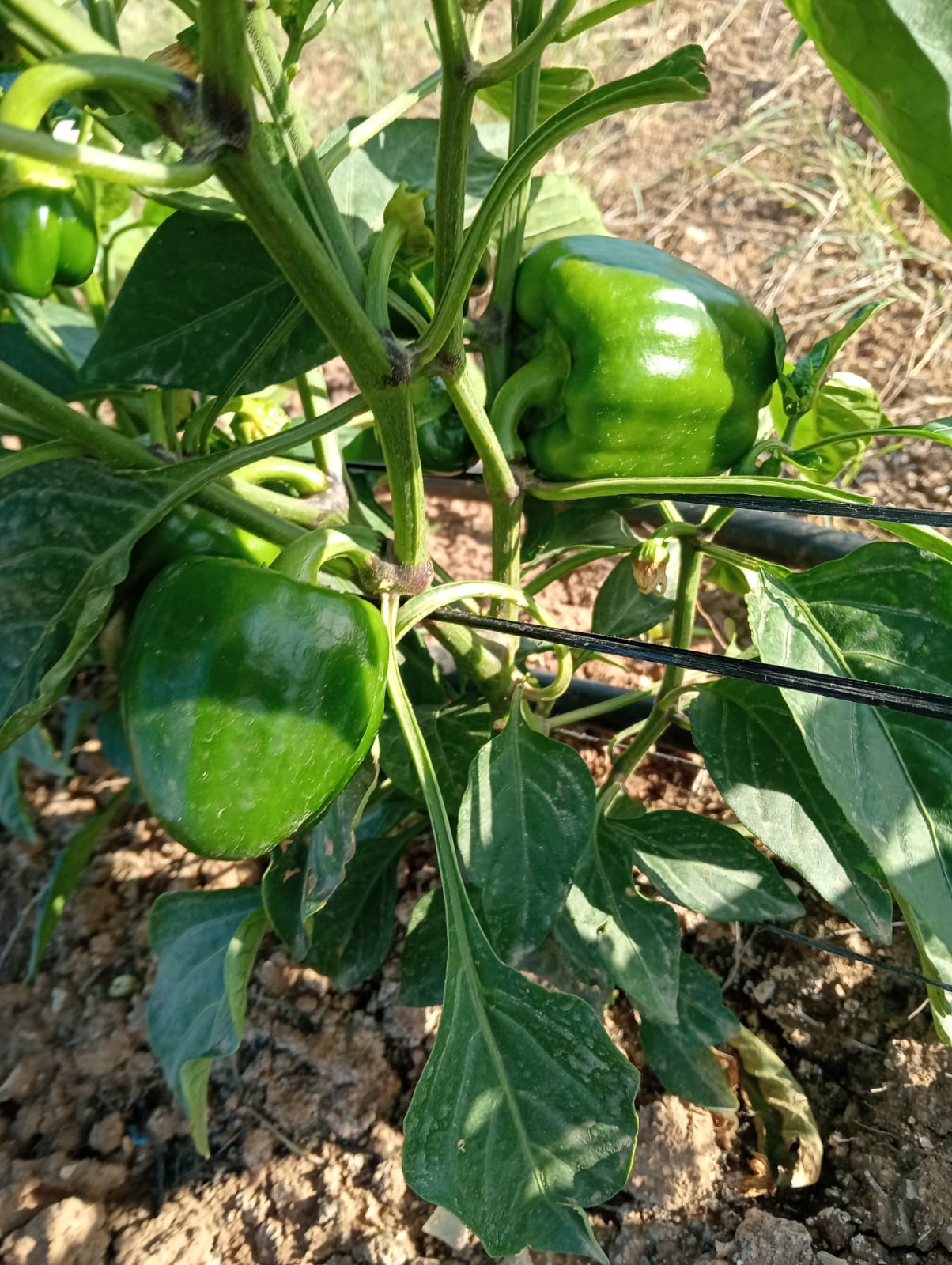 Bell peppers ripening on the vine inside our Fasayel greenhouses.