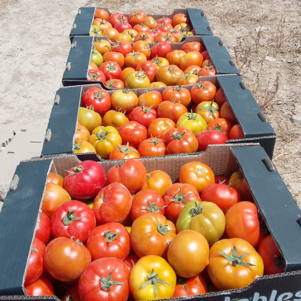 Vine-ripe tomatoes sorted and crated for market.