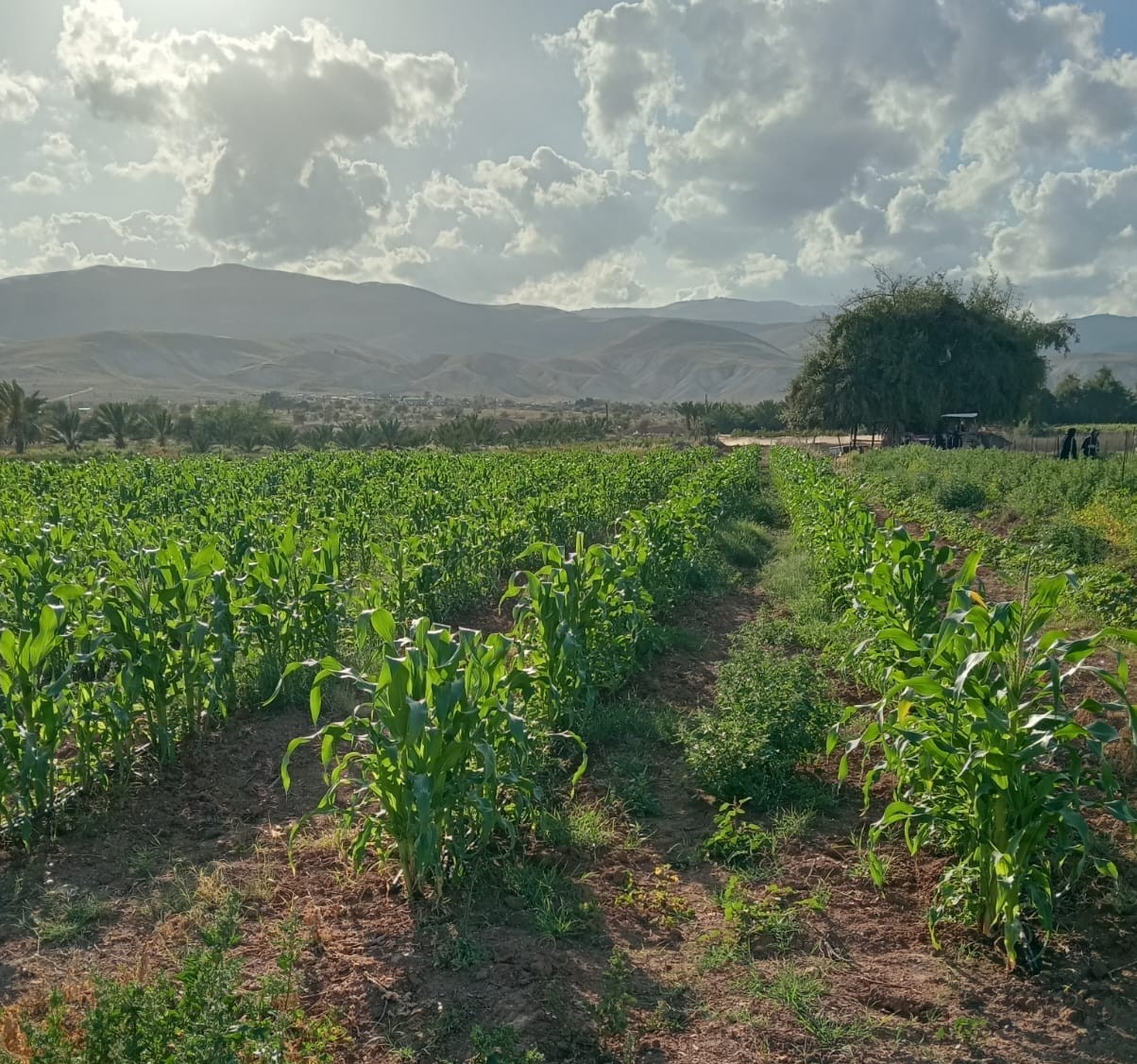 Rows of sweet corn growing across the open Fasayel fields under the Jordan Valley hills