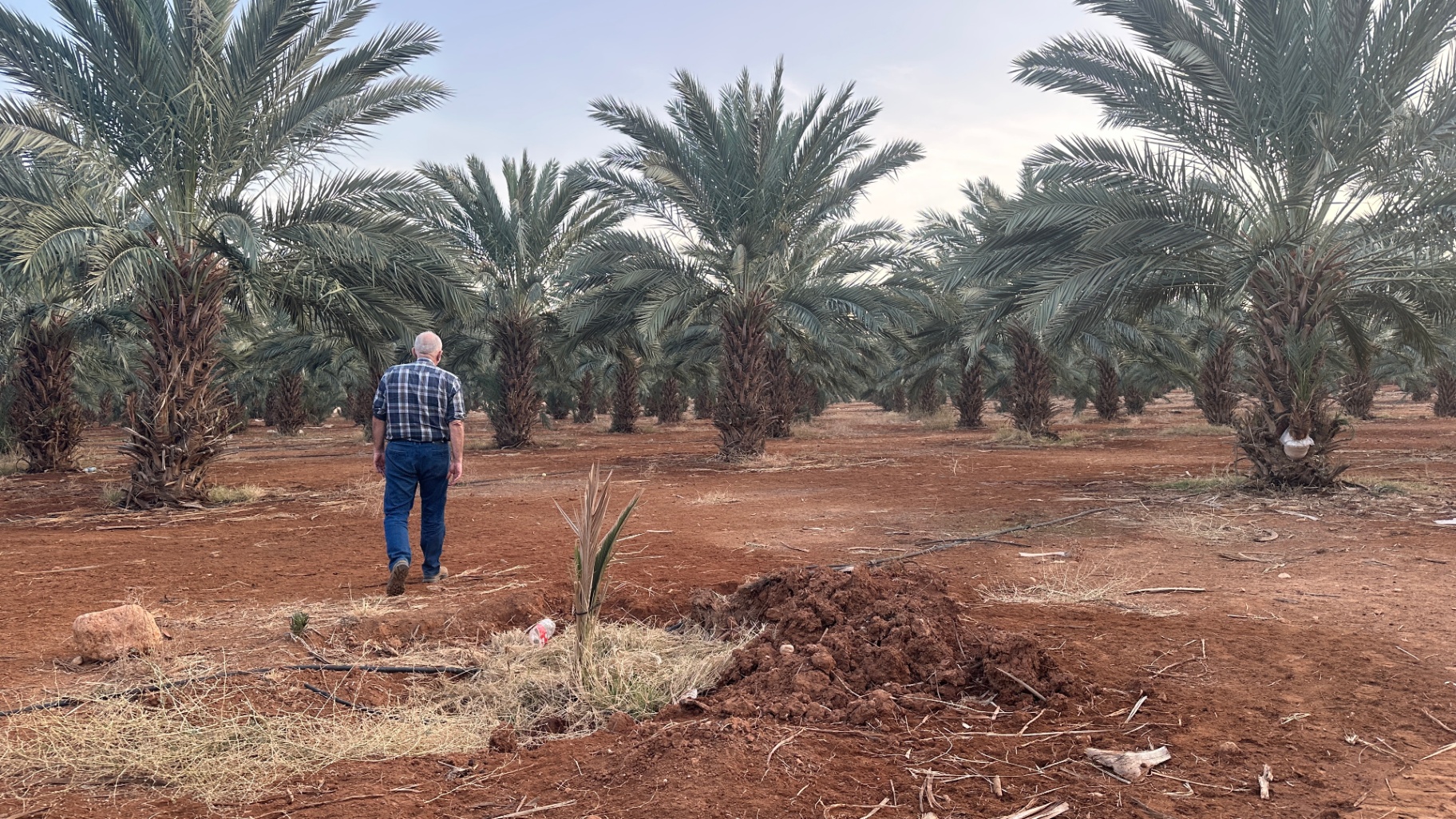Saad Al-Nimer walking through the Medjoul date orchard at dusk — Fasayel, today
