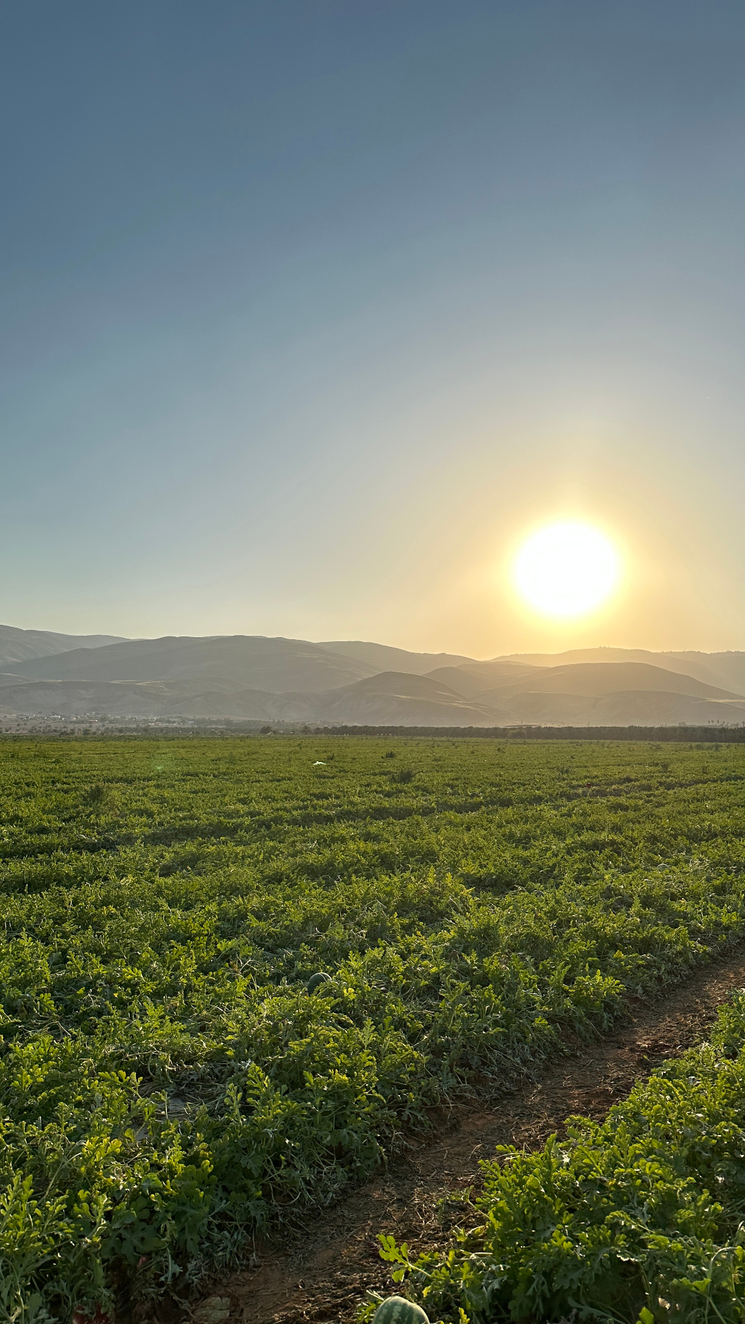 Watermelon fields stretching to the Jordan Valley hills at sunset.