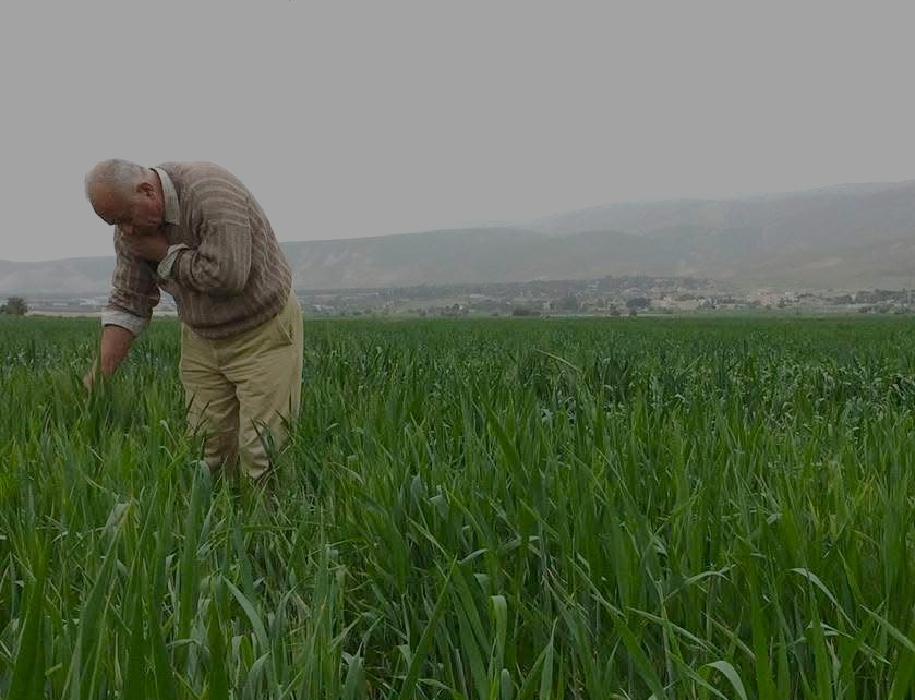 Returning to the fields