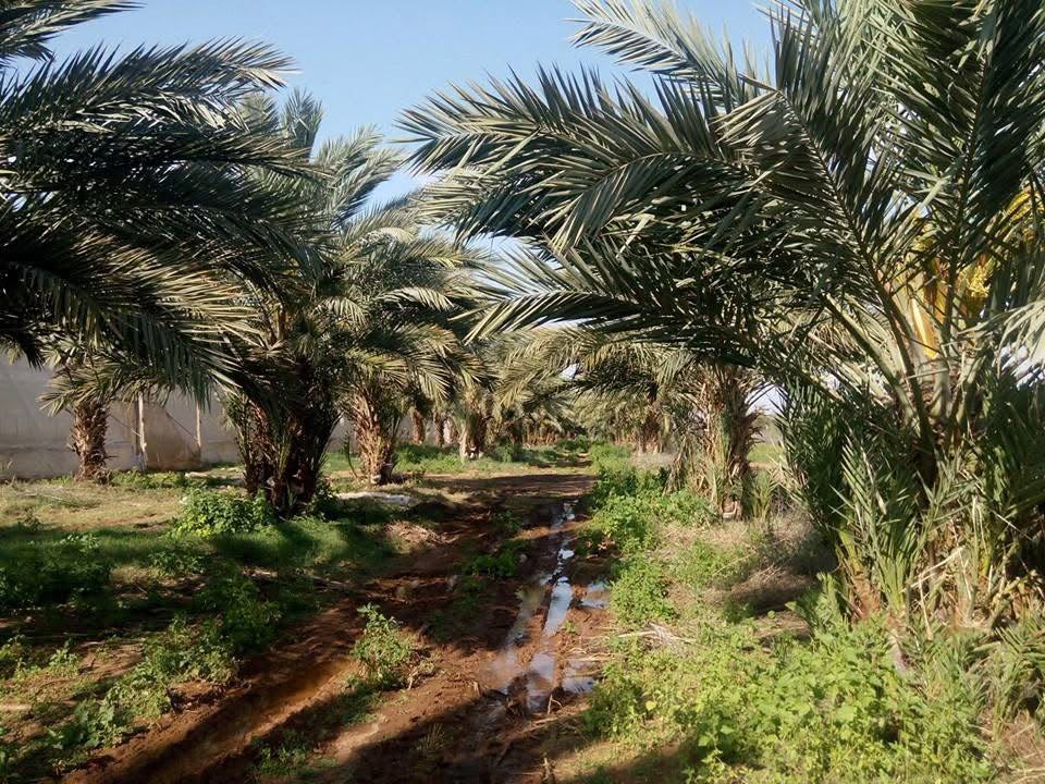 Inside a mature Medjoul orchard — drip lines running between the rows.