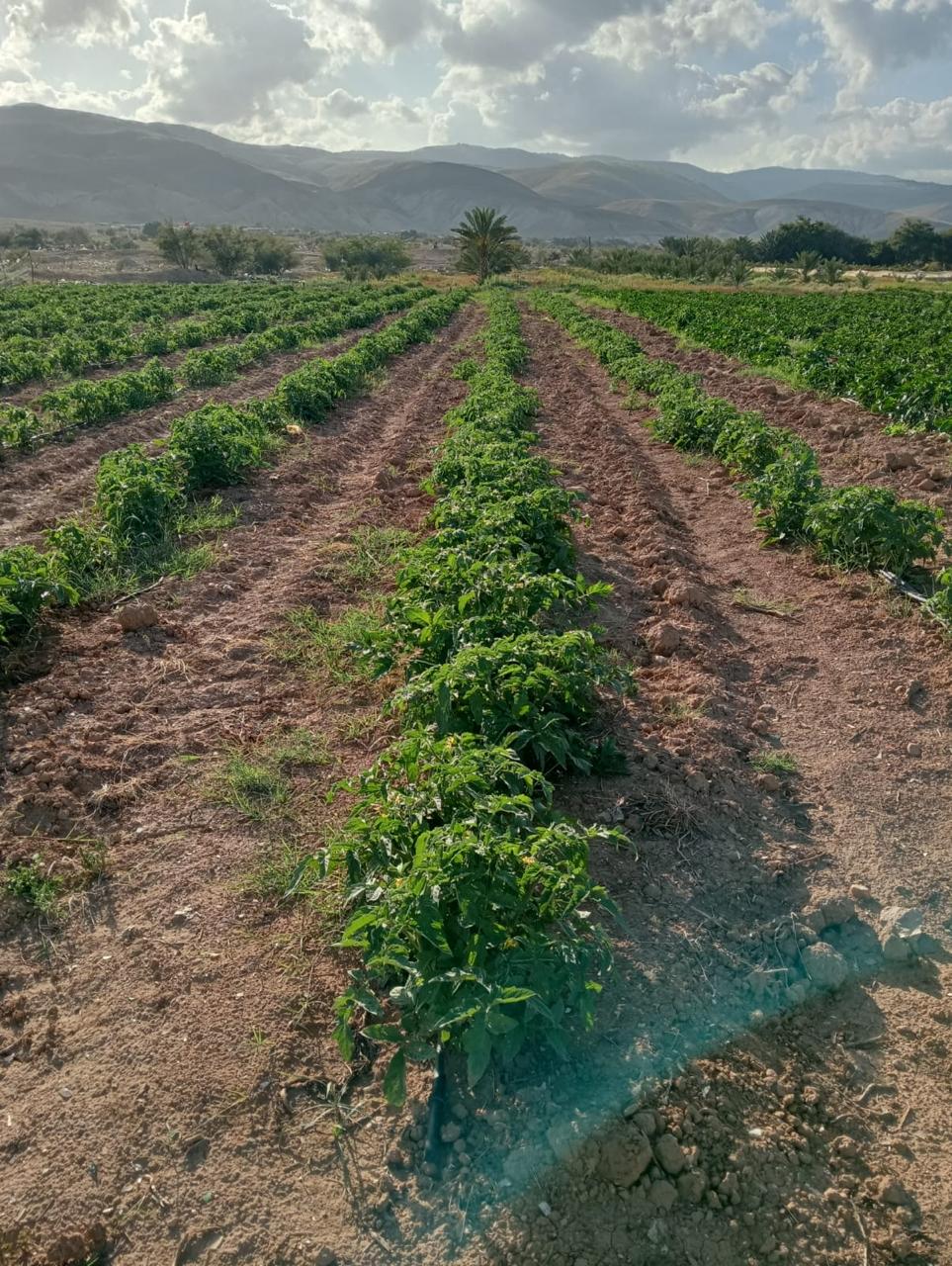 Rows of open-field tomatoes stretching across Fasayel's land.