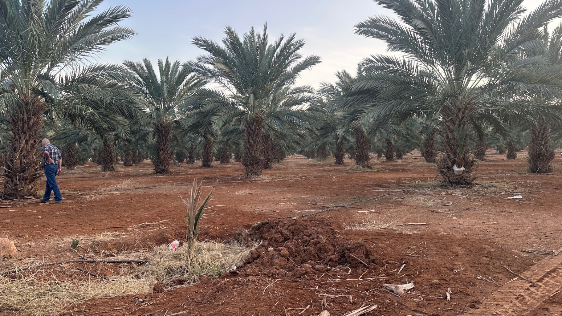 Saad Al-Nimer checking the orchard, a young palm shoot in the foreground.