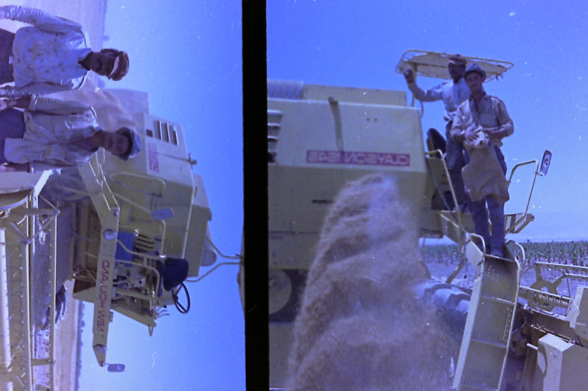 New Holland and Clayson combines side by side — a Fasayel wheat harvest.